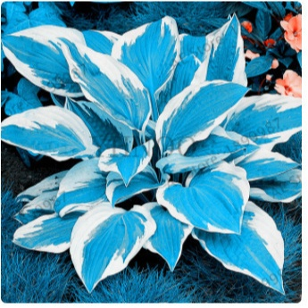 Nasiona rzadkiego hosta z kolorowymi liśćmi