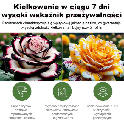 Nasiona róży wielogłowych