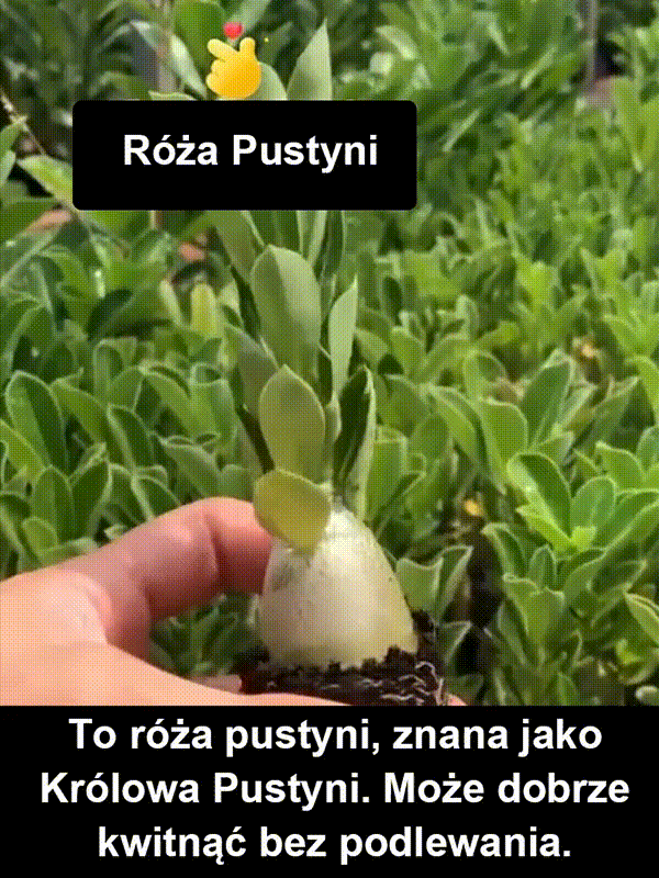 [Żyj 100 lat w wodzie] Cebule róży pustynnej