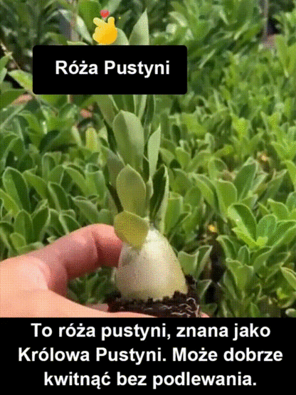 [Żyj 100 lat w wodzie] Cebule róży pustynnej
