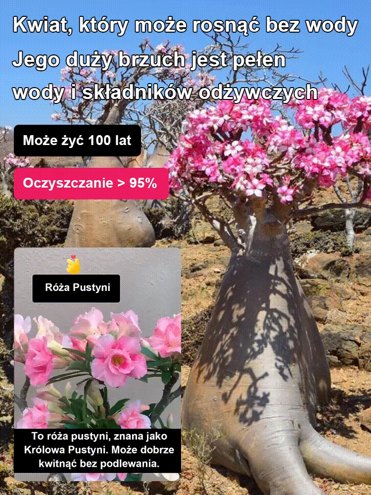 [Żyj 100 lat w wodzie] Cebule róży pustynnej