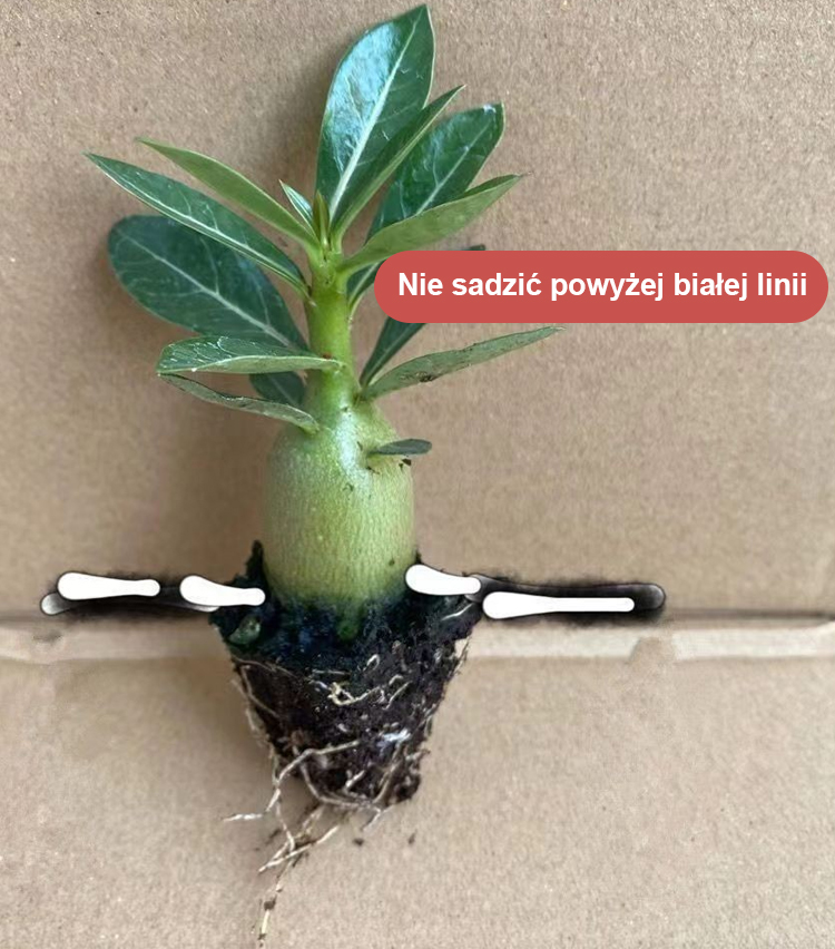 [Żyj 100 lat w wodzie] Cebule róży pustynnej