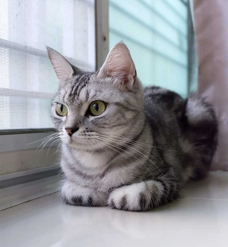Dry FIP recovery case with NeoFipronis