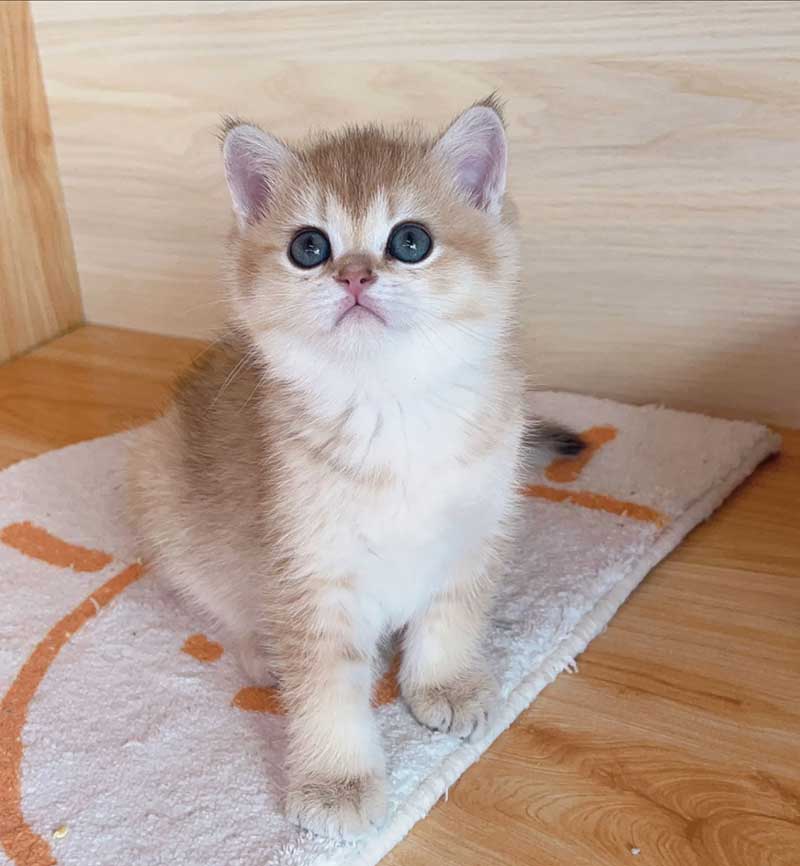 Wet FIP recovery case with NeoFipronis