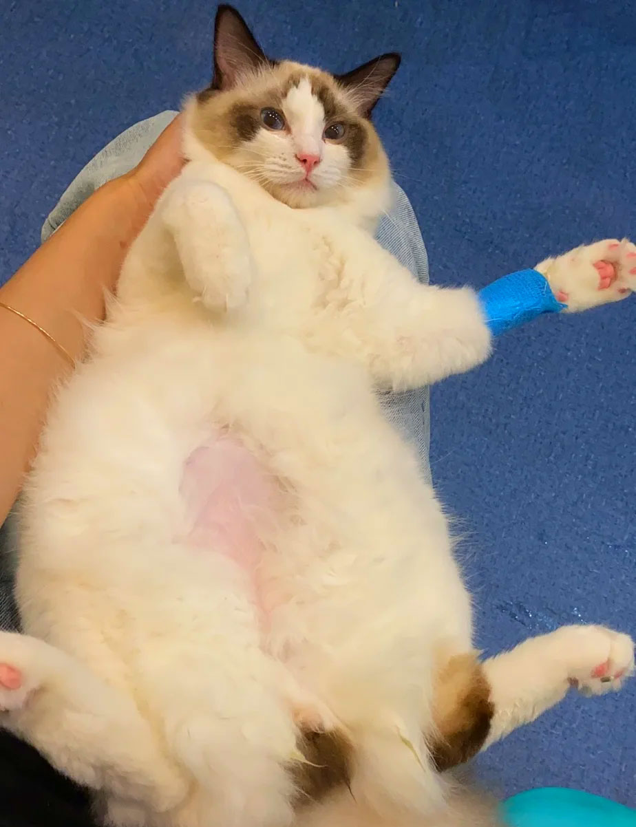 Wet FIP recovery case