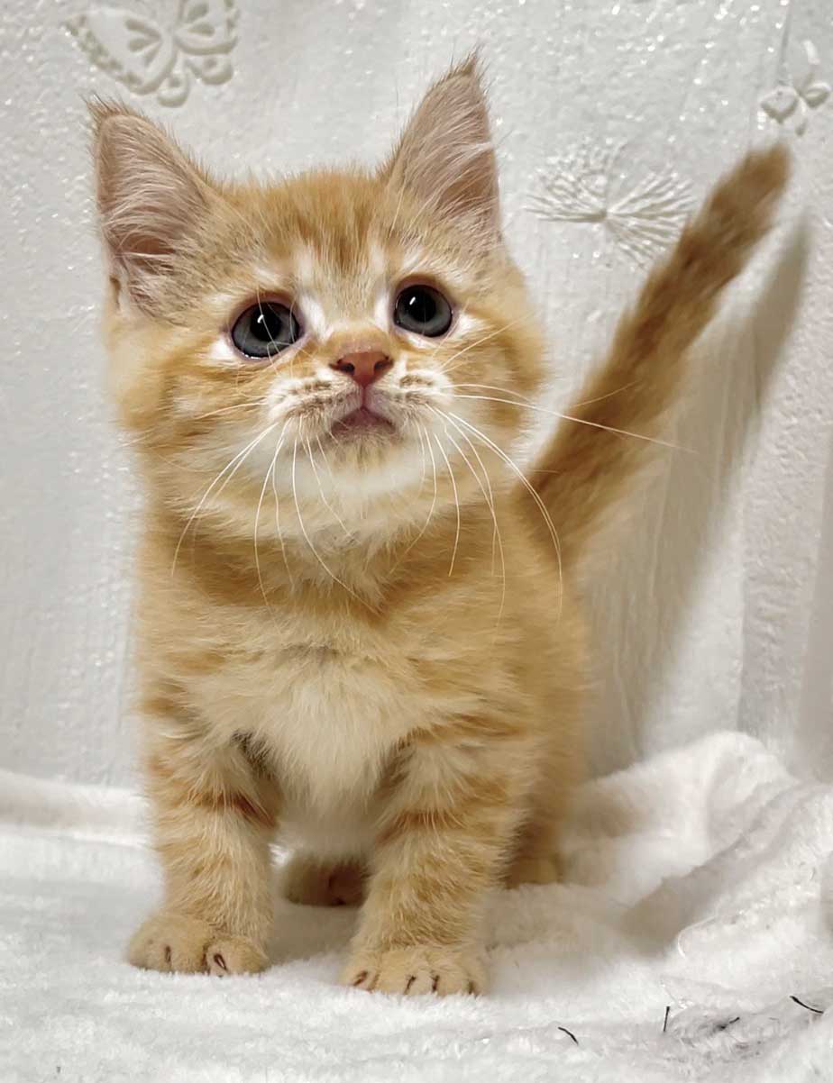Dry FIP recovery case