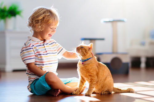 Supportive care and nutrition for cats