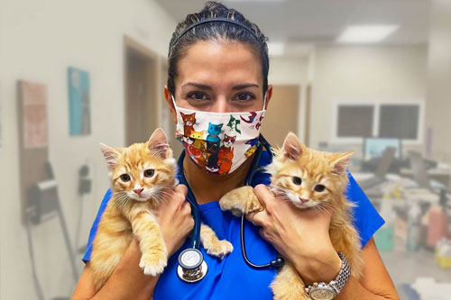 Cat health illustration or vet exam