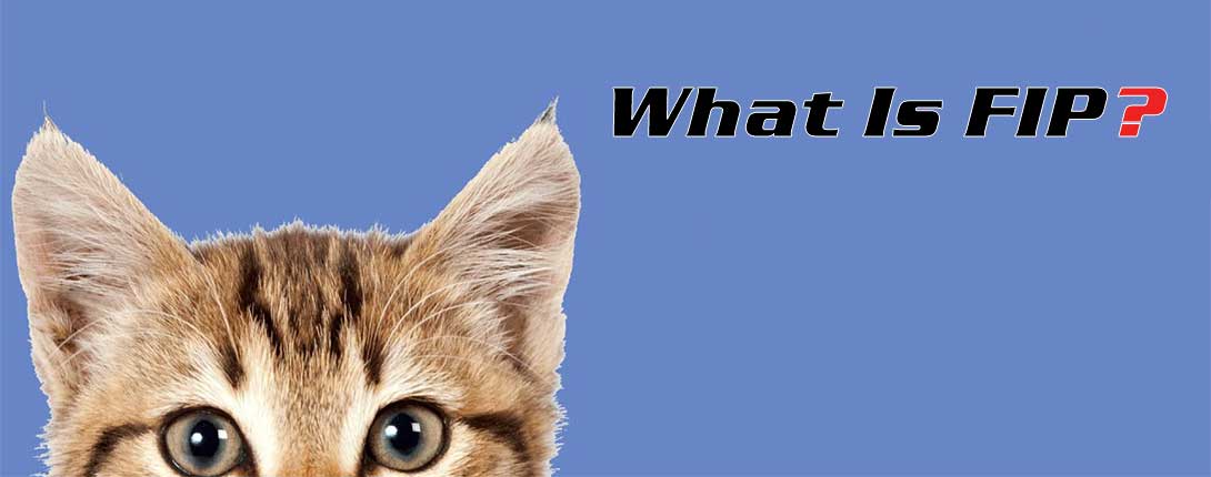 Cat health illustration or vet exam