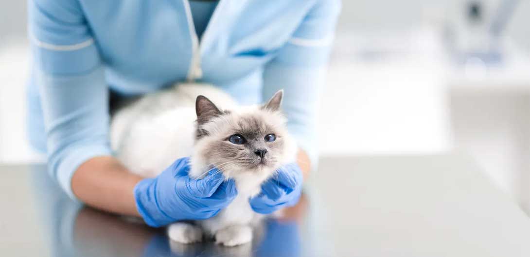 Veterinary blood test or clinic scene