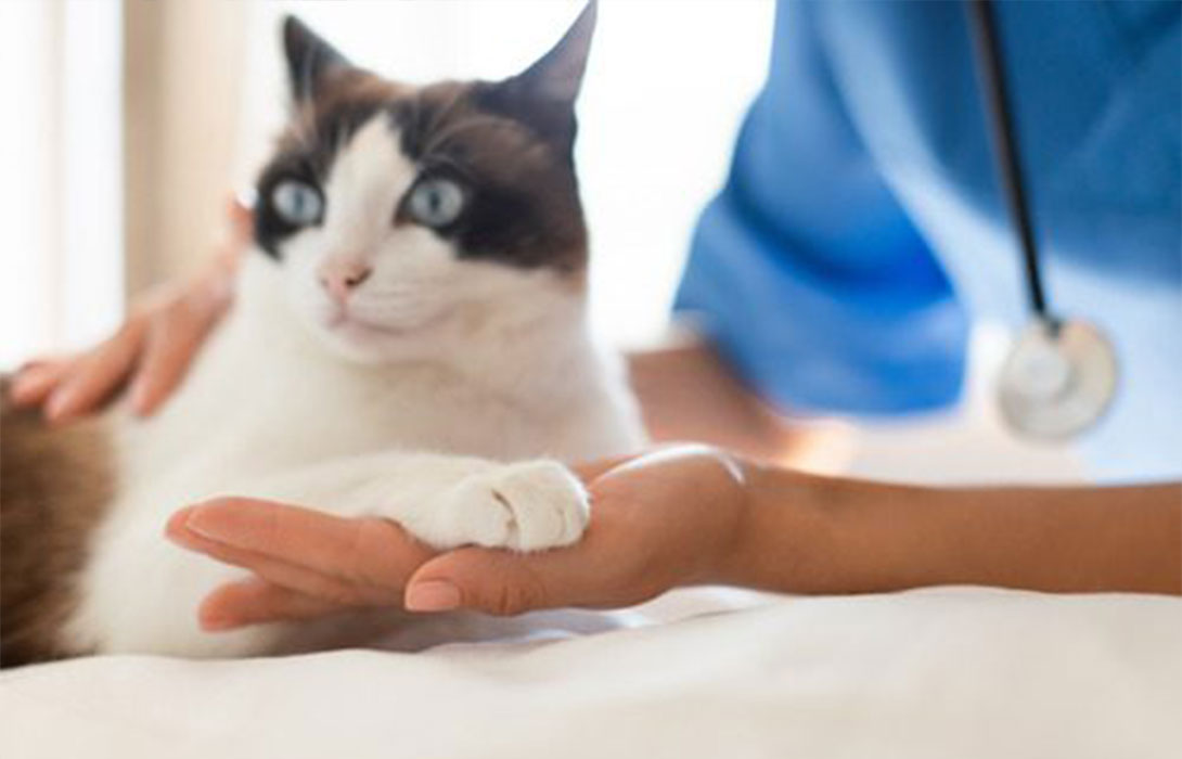 Oral tablet and cat care scene