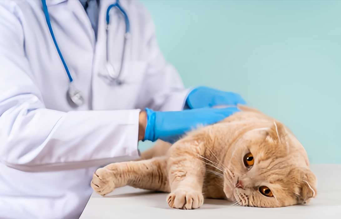 Monitoring chart or vet follow-up scene