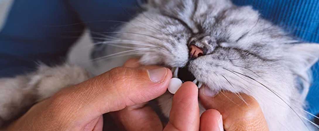 Supportive care and nutrition for cats
