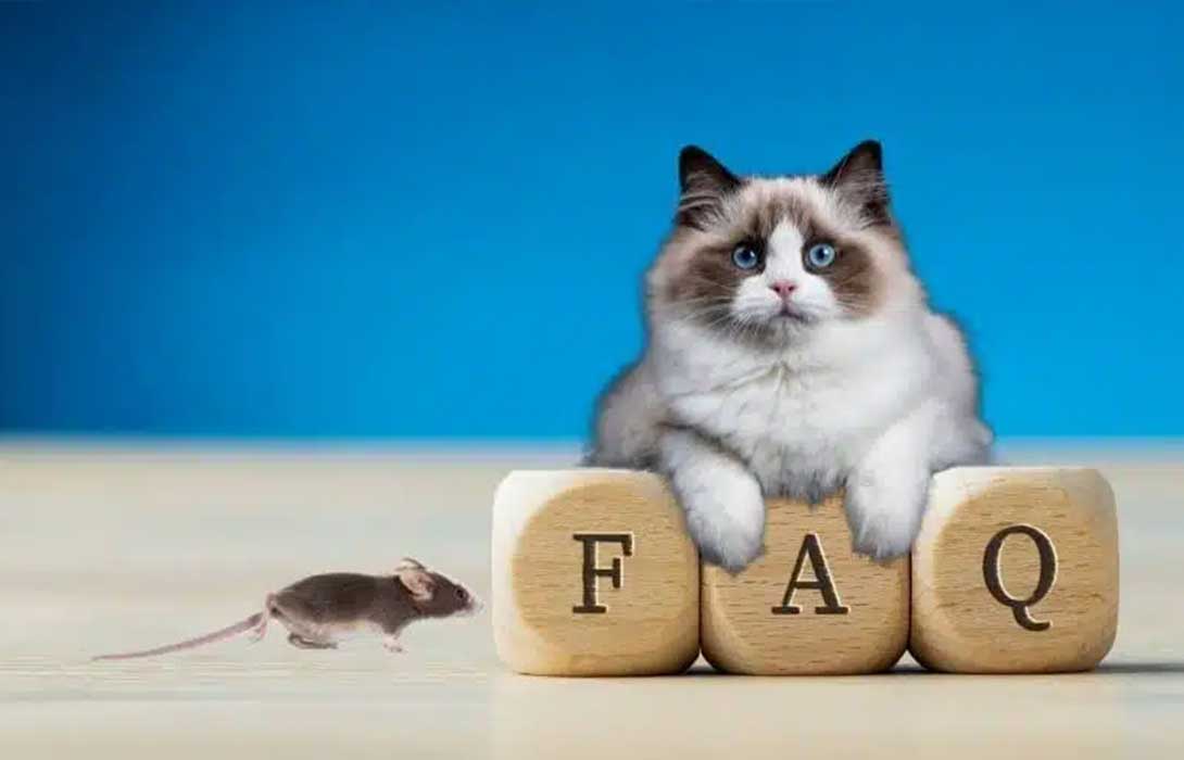 Cat and caregiver reassurance