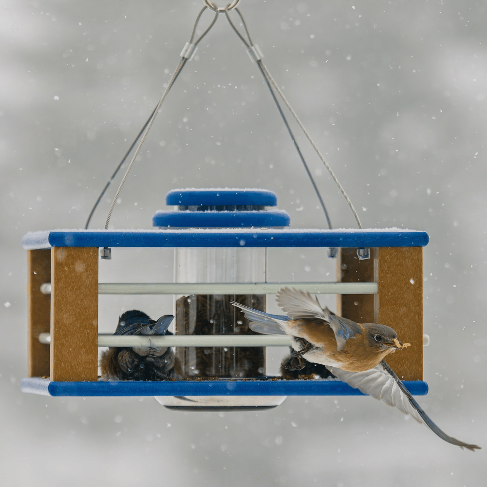 🔥Last Day 49% OFF-Deluxe Bluebird Feeder