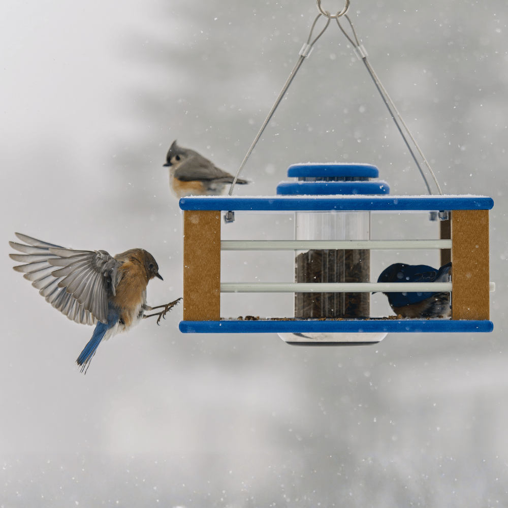 🔥Last Day 49% OFF-Deluxe Bluebird Feeder