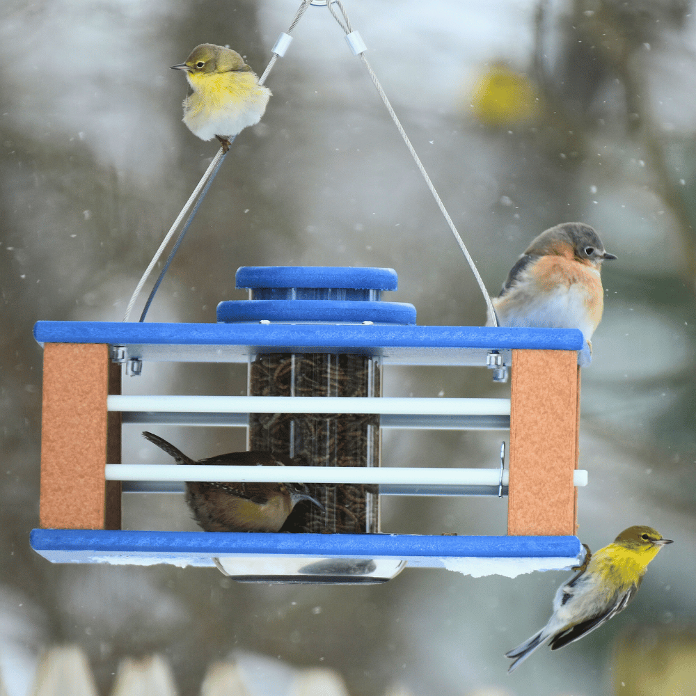 🔥Last Day 49% OFF-Deluxe Bluebird Feeder