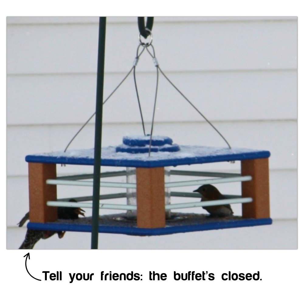 Deluxe Bluebird feeder with a bird on a white background, text 'Tell your friends: the buffet's closed.'