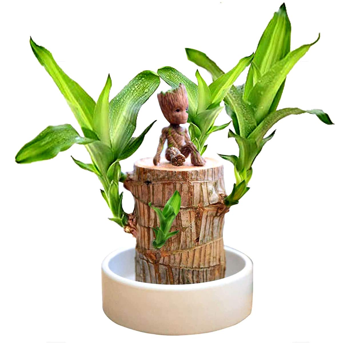 Brazilwood Hydroponic Plants Groot Lucky Wood Potted🔥Free Nutrient Solution Today🔥