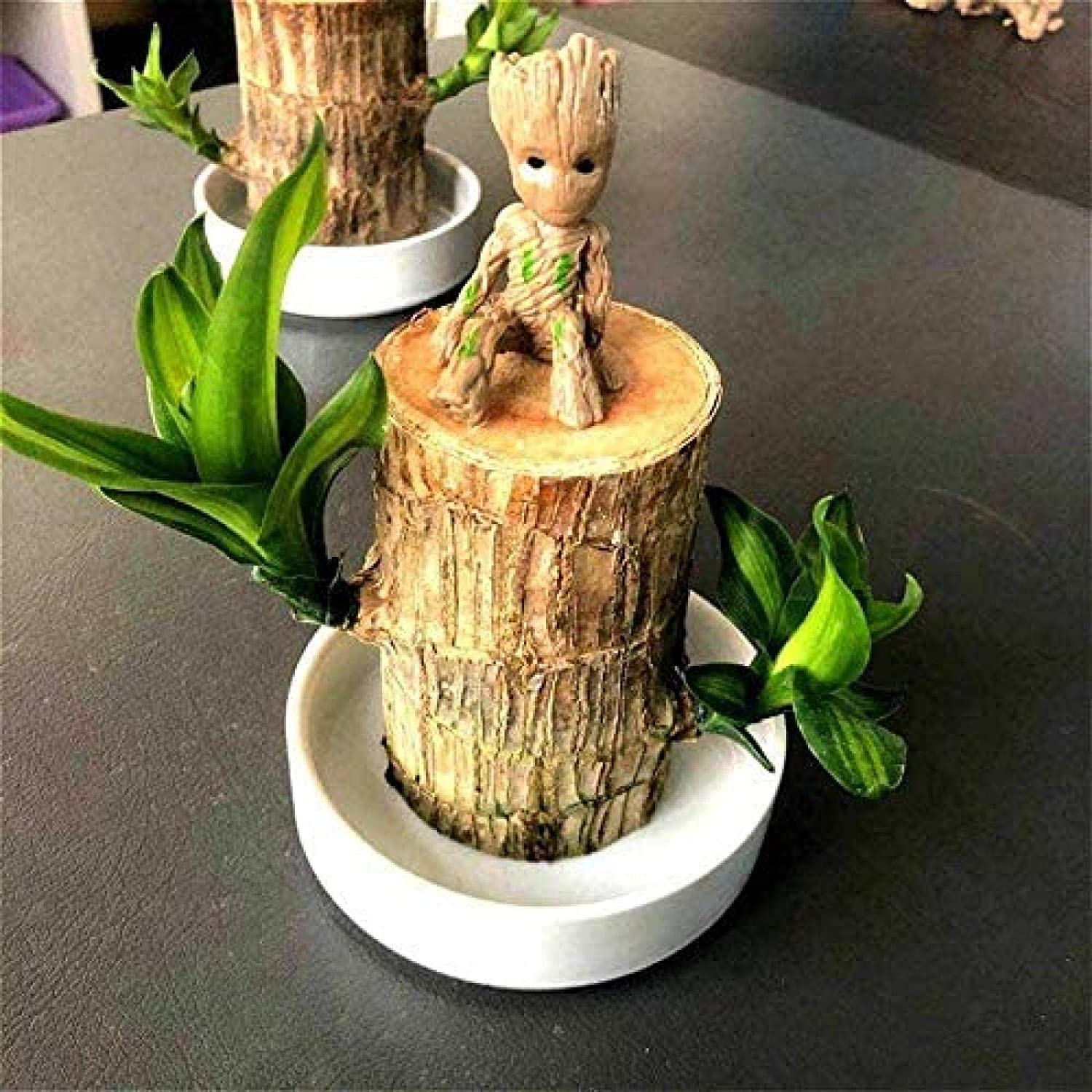 Brazilwood Hydroponic Plants Groot Lucky Wood Potted🔥Free Nutrient Solution Today🔥