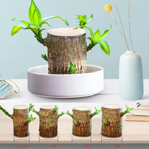 Brazilwood Hydroponic Plants Groot Lucky Wood Potted🔥Free Nutrient Solution Today🔥