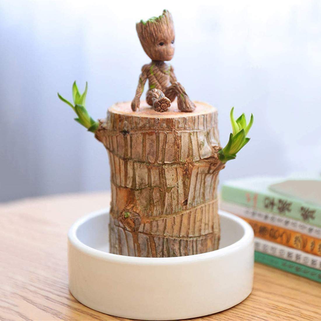 Brazilwood Hydroponic Plants Groot Lucky Wood Potted🔥Free Nutrient Solution Today🔥