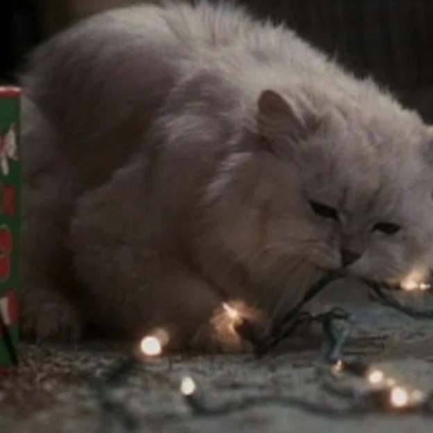 Fried Cat Rug - Funny Christmas Gift