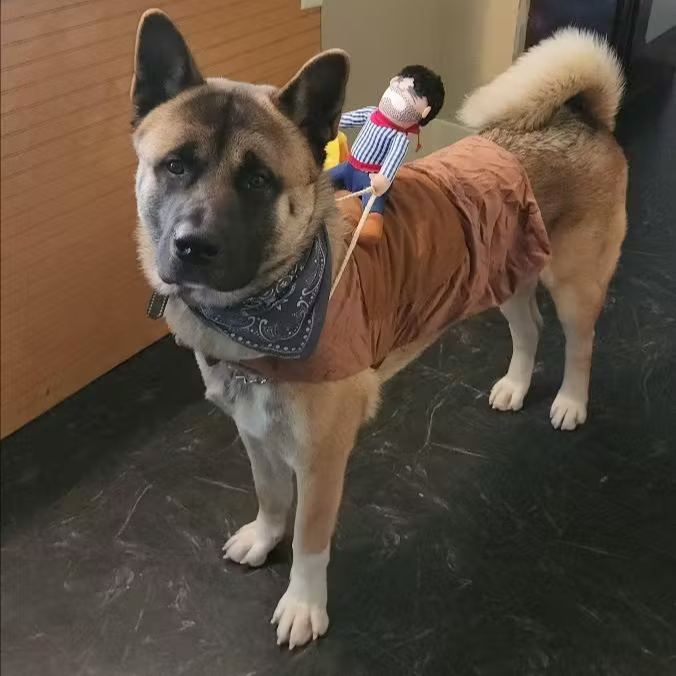 🐕‍🦺Large Cowboy Rider Dog Costume - Adjustable Pet Apparel 