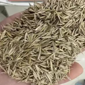 Evergreen dwarf grass seed for four seasons