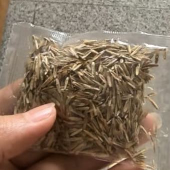 Evergreen dwarf grass seed for four seasons