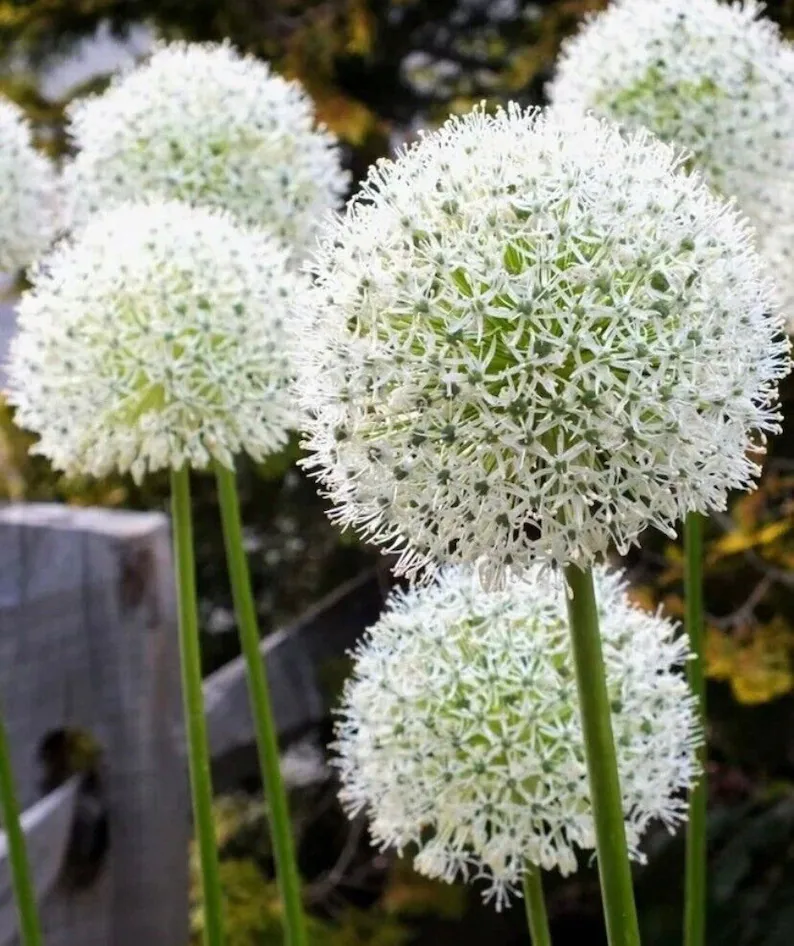 Градински открит гигантски Allium Giganteum красиви цветни семена бонсай семена за растения