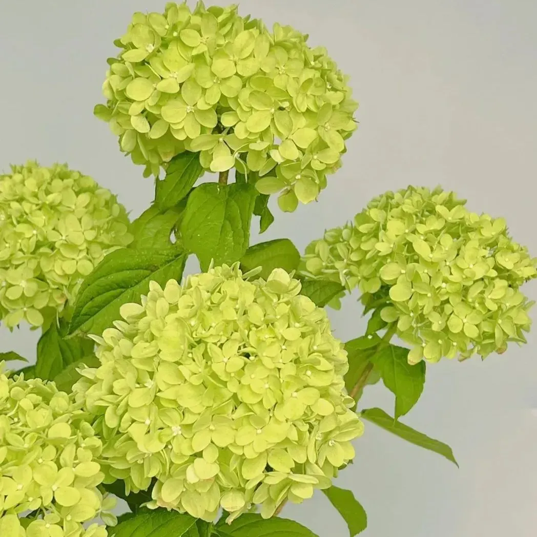 🌷Семена на многогодишна градинска хортензия