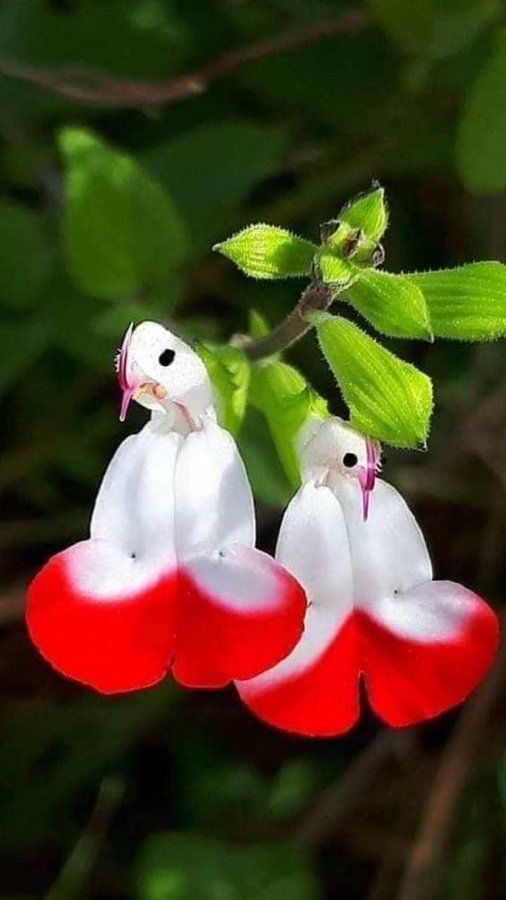 🦜🦜🎁Salvia microphylla 'Hot Lips'