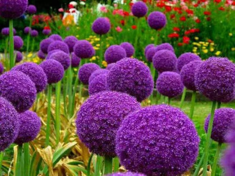 Градински открит гигантски Allium Giganteum красиви цветни семена бонсай семена за растения