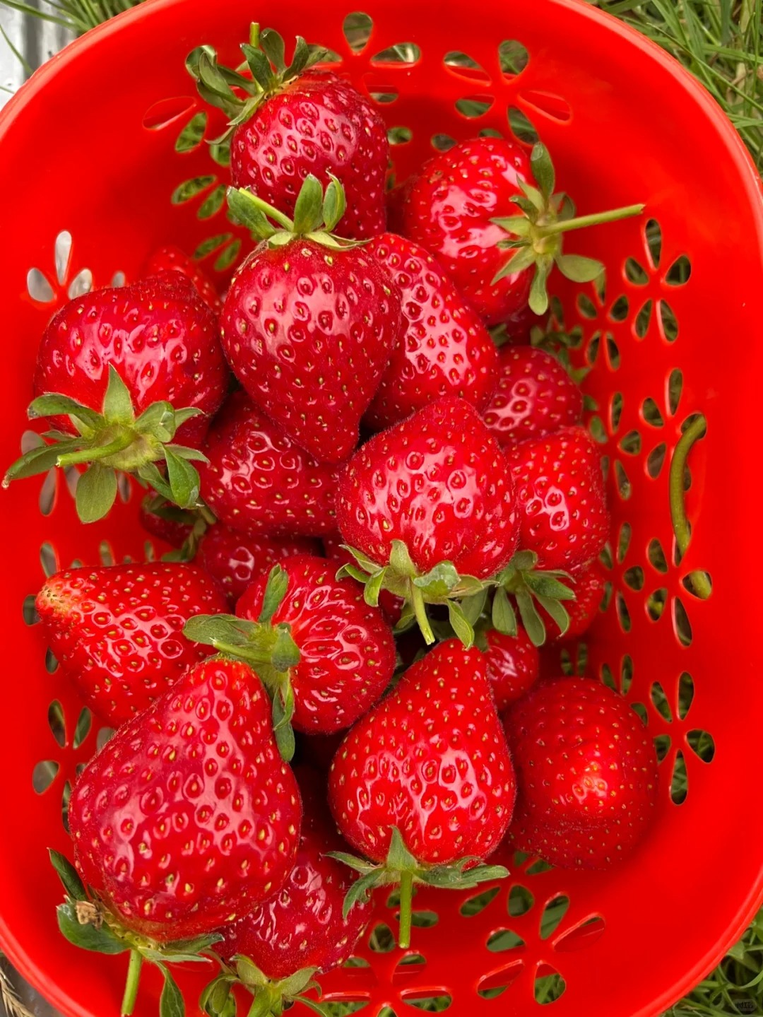 Нови оферти🍓Семена за саксийно растение джудже ягода