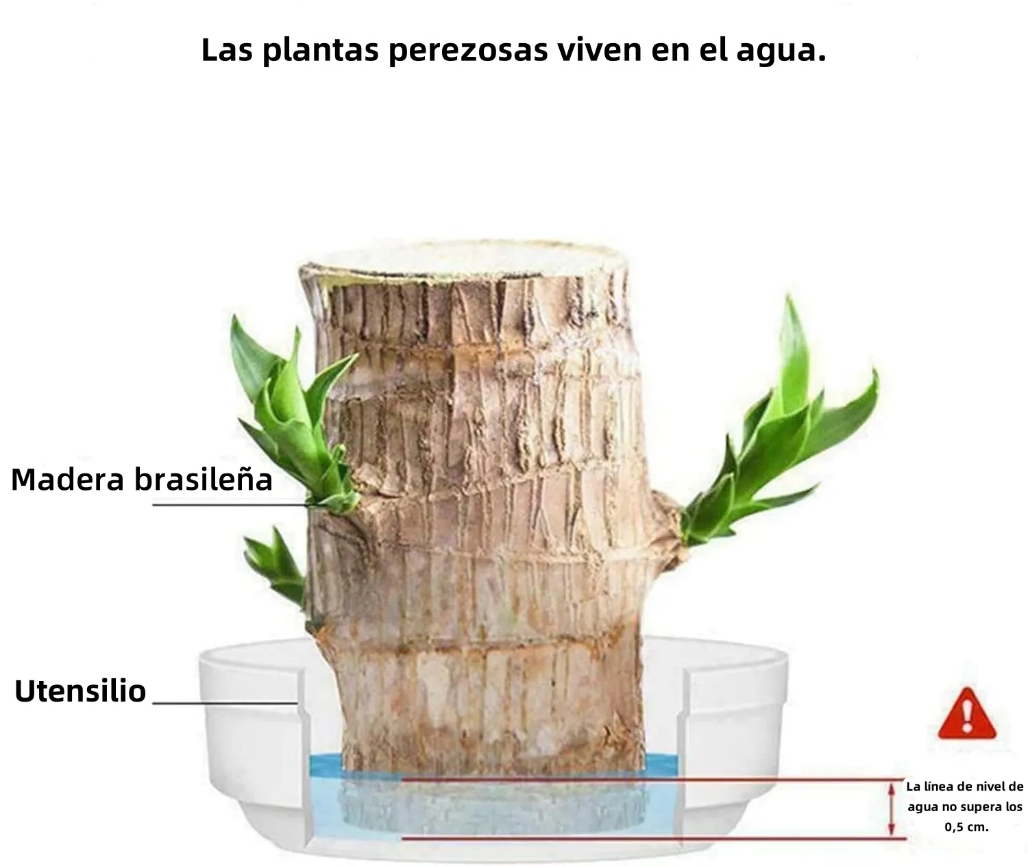 🎁Късметлийско растение🪴Бразилско дърво🔥Най-продаваният бонсай през 2025 г.