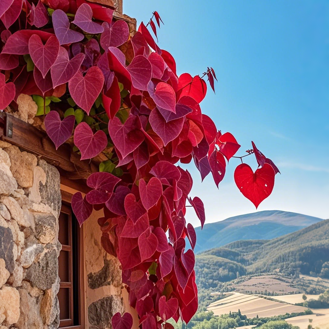 Purple Heart Vine Seeds🌿💜