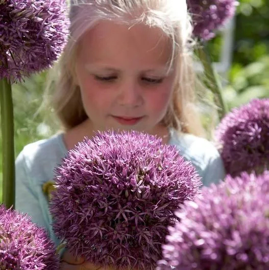 Градински открит гигантски Allium Giganteum красиви цветни семена бонсай семена за растения