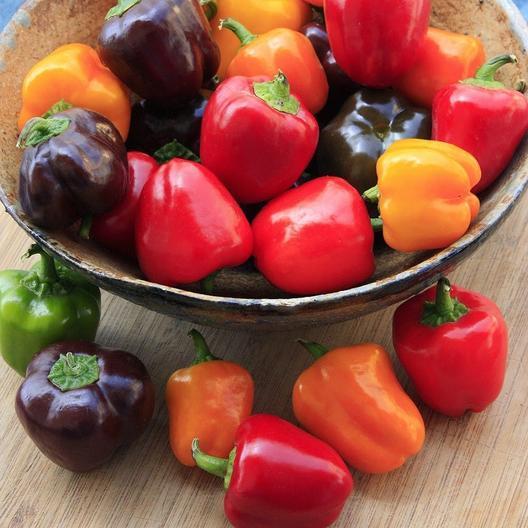 🫑Colorful Sweet Pepper Seeds Organic