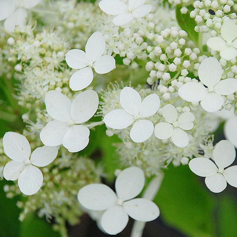🌸Семена на шишарка от хортензия - ванилия, ягода и лаймлайт