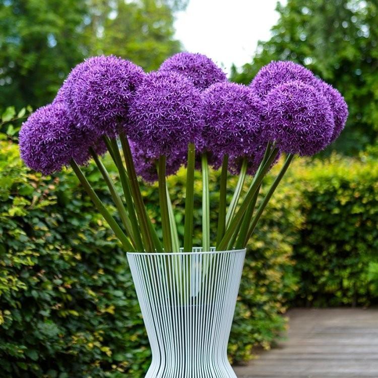 Градински открит гигантски Allium Giganteum красиви цветни семена бонсай семена за растения