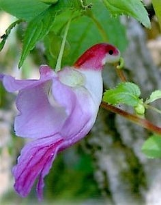 🦜🦜Семена за цвете на папагалска орхидея