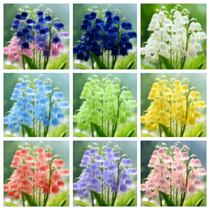 🌸Рядка розова момина сълза