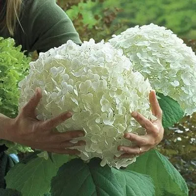 🌷Семена на многогодишна градинска хортензия