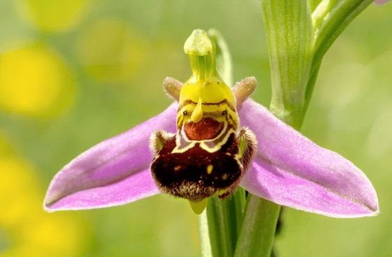 Редките семена Ophrys Apifera (🐝Смееща се пчелна орхидея)