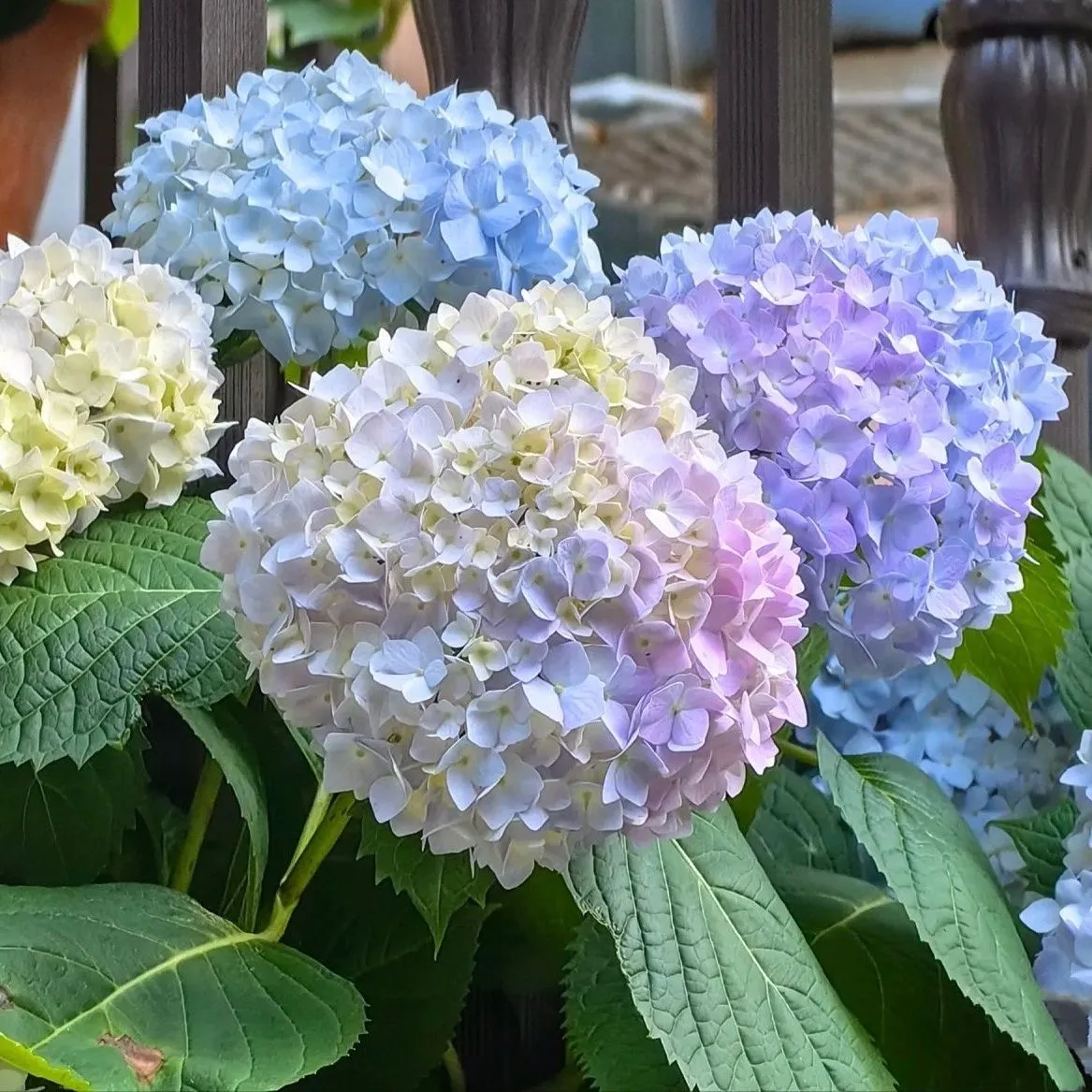 🌷Семена на многогодишна градинска хортензия