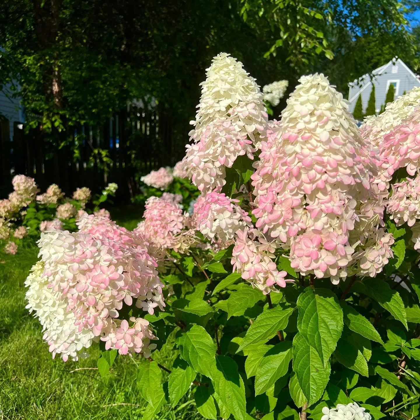 🌸Семена на шишарка от хортензия - ванилия, ягода и лаймлайт