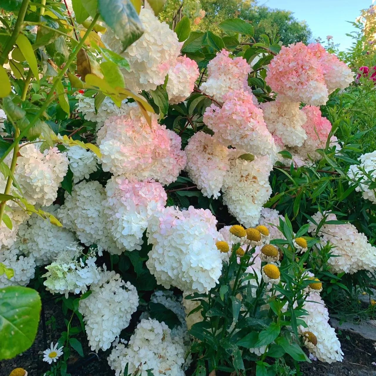 🌸Семена на шишарка от хортензия - ванилия, ягода и лаймлайт