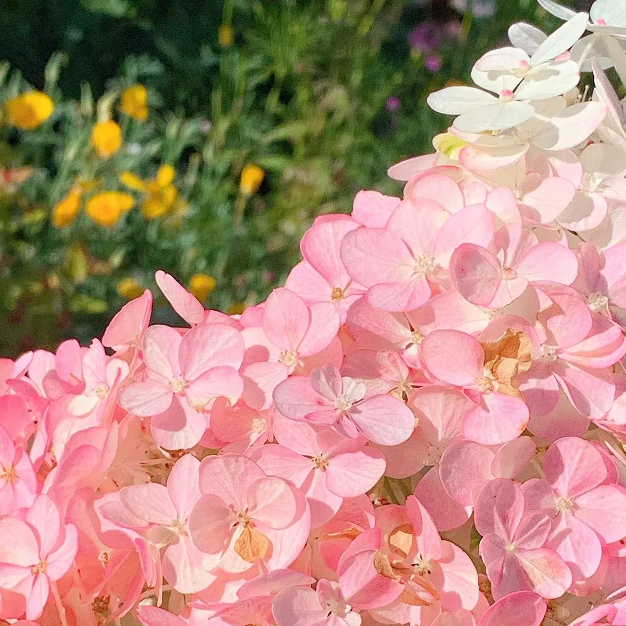 🌸Семена на шишарка от хортензия - ванилия, ягода и лаймлайт