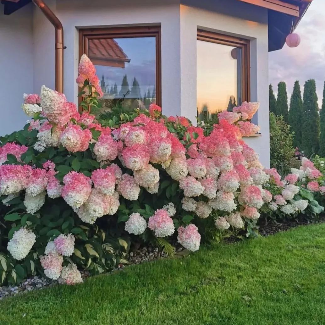 🌸Семена на шишарка от хортензия - ванилия, ягода и лаймлайт